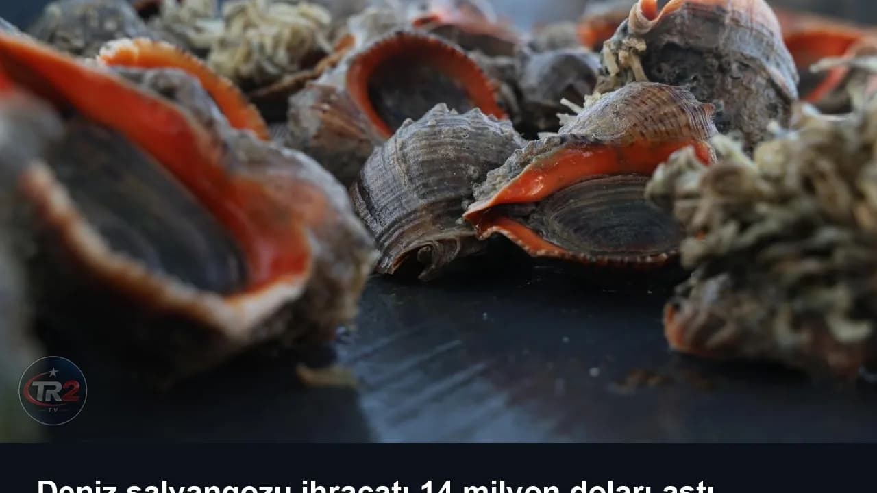 Deniz salyangozu ihracatı 14 milyon doları aştı