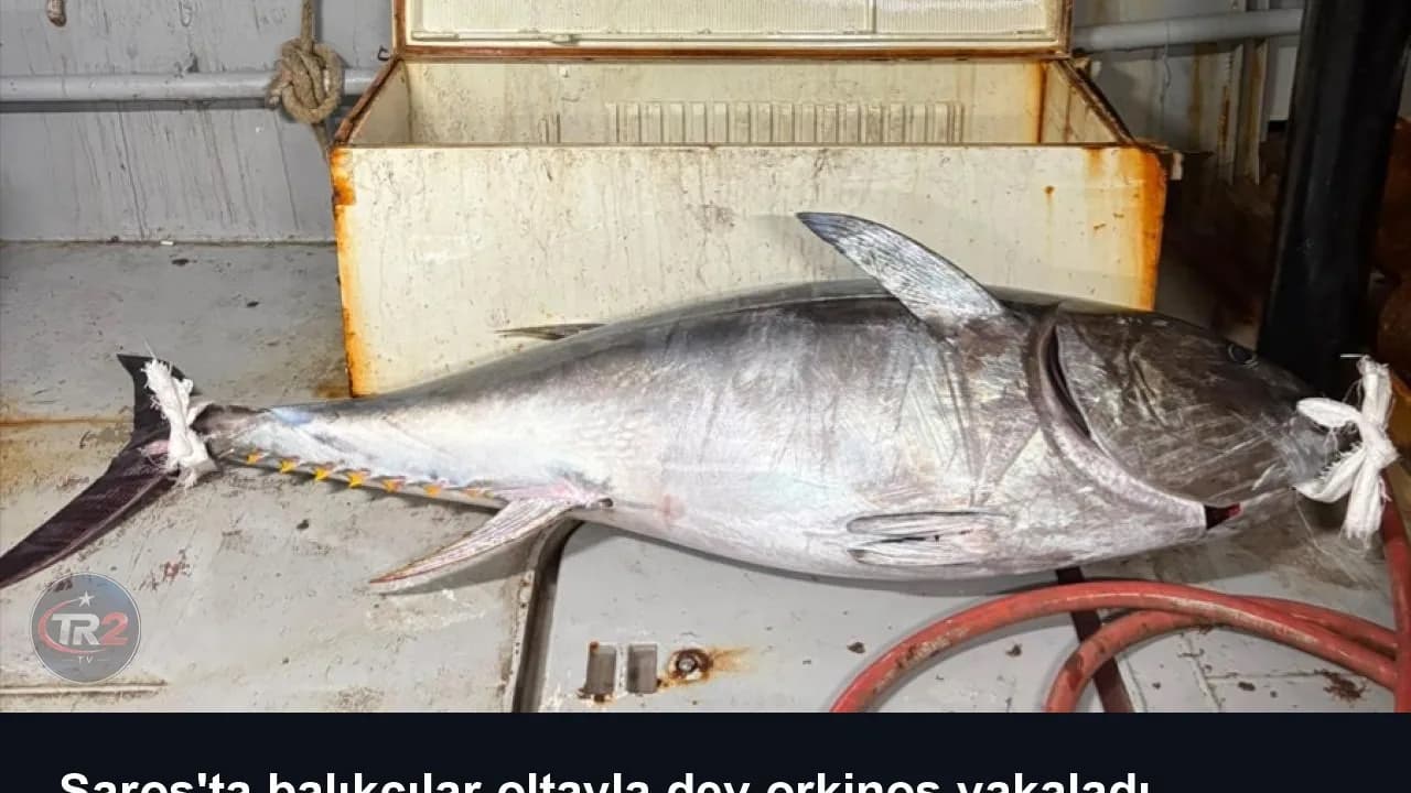Saros'ta balıkçılar oltayla dev orkinos yakaladı