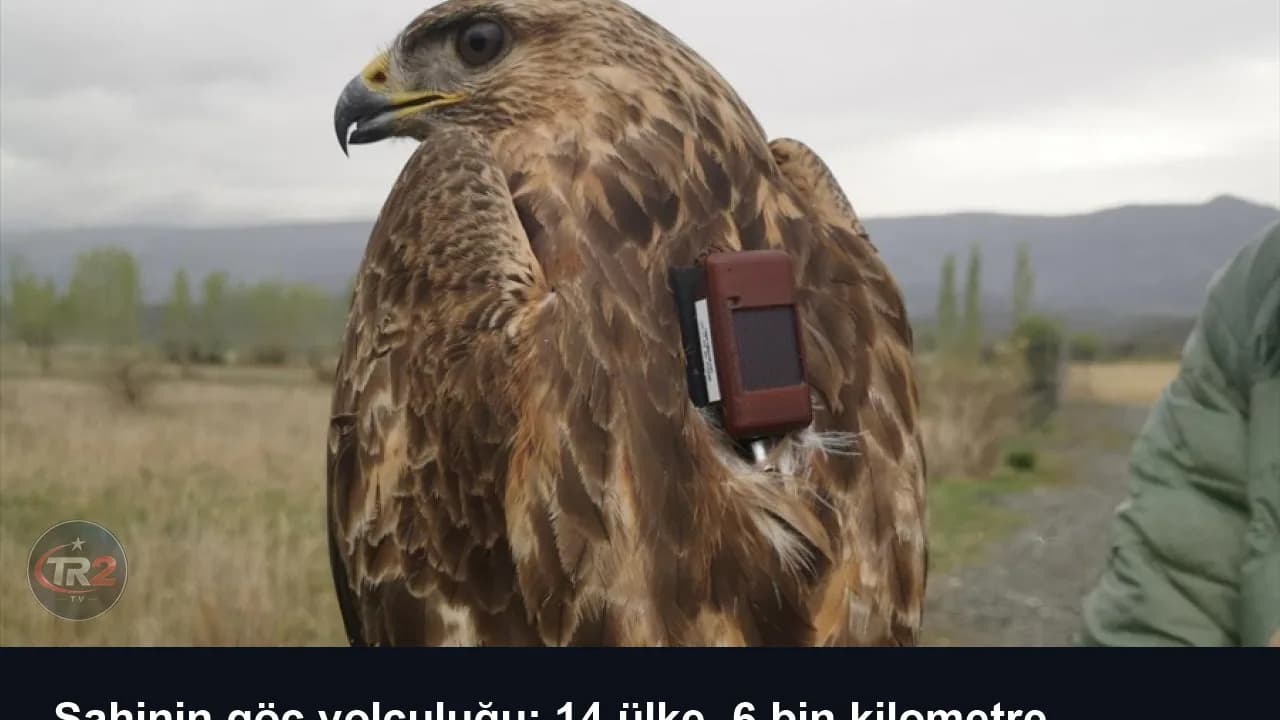 Şahinin göç yolculuğu: 14 ülke, 6 bin kilometre