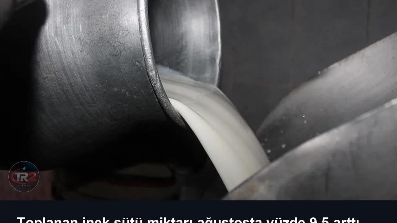 Toplanan inek sütü miktarı ağustosta yüzde 9,5 arttı