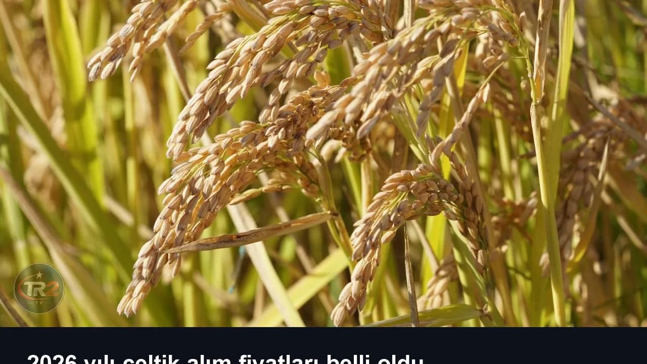 2026 yılı çeltik alım fiyatları belli oldu