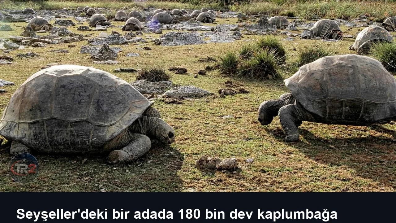 Seyşeller'deki bir adada 180 bin dev kaplumbağa keşfedildi