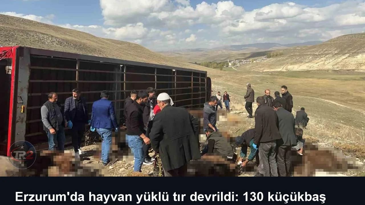 Erzurum'da hayvan yüklü tır devrildi: 130 küçükbaş telef oldu