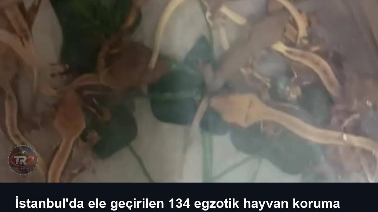 İstanbul'da ele geçirilen 134 egzotik hayvan koruma altına alındı