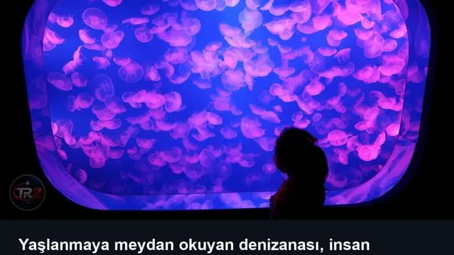 Yaşlanmaya meydan okuyan denizanası, insan ömrünü uzatmanın anahtarı olabilir mi?