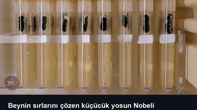 Beynin sırlarını çözen küçücük yosun Nobeli kazandırdı