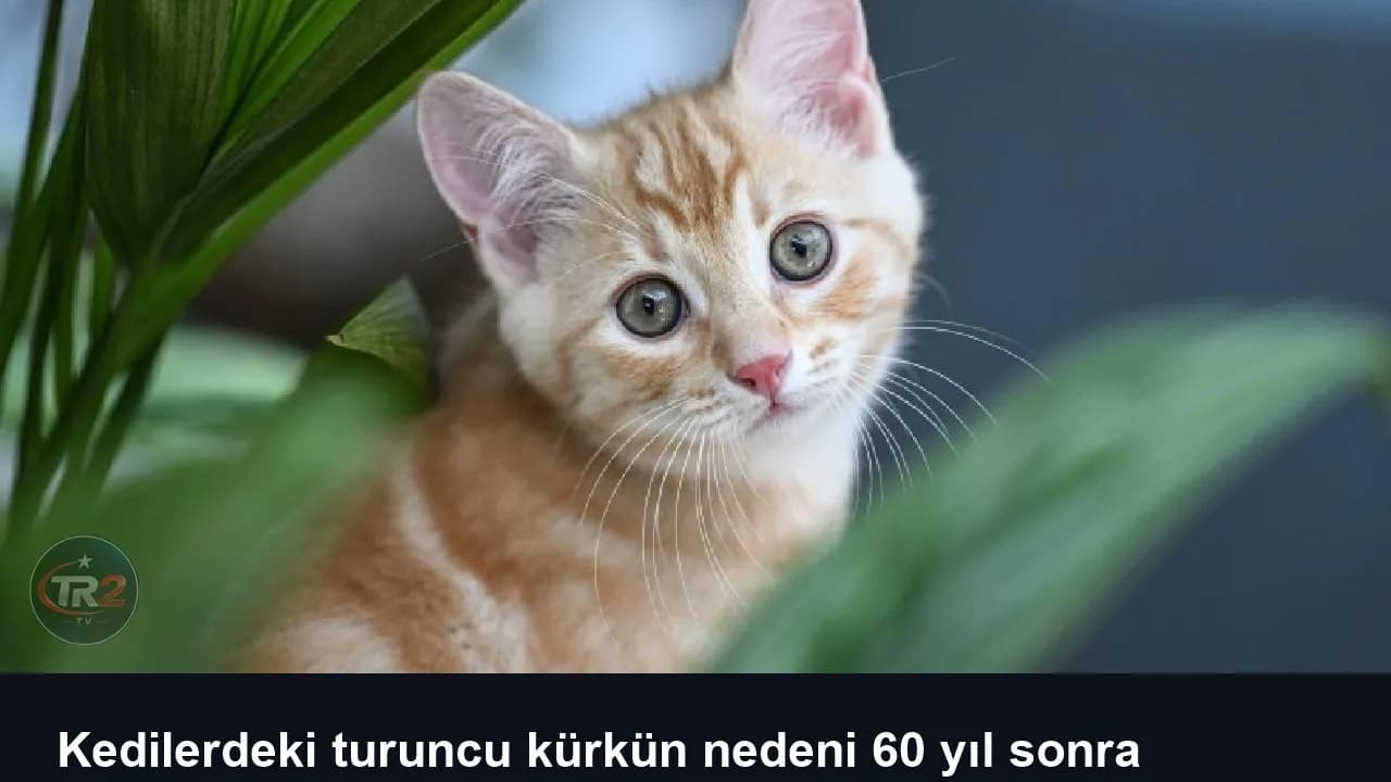 Kedilerdeki turuncu kürkün nedeni 60 yıl sonra keşfedildi