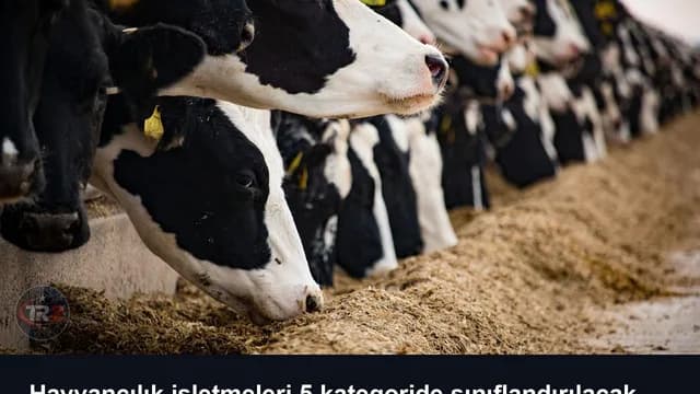 Hayvancılık işletmeleri 5 kategoride sınıflandırılacak