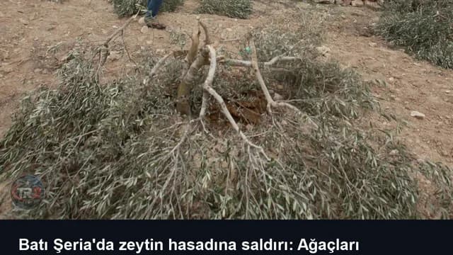 Batı Şeria'da zeytin hasadına saldırı: Ağaçları yaktılar, gazeteciyi yaraladılar