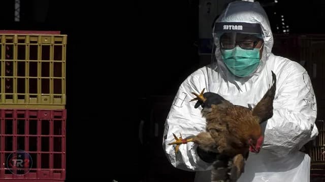 Hollanda'da kuş gribi salgınları nedeniyle ülke çapında karantina kararı alındı