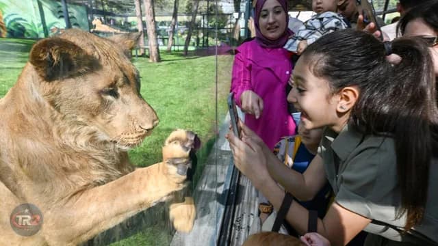 Gaziantep'te ezber bozan proje: Aslanlarla göz göze