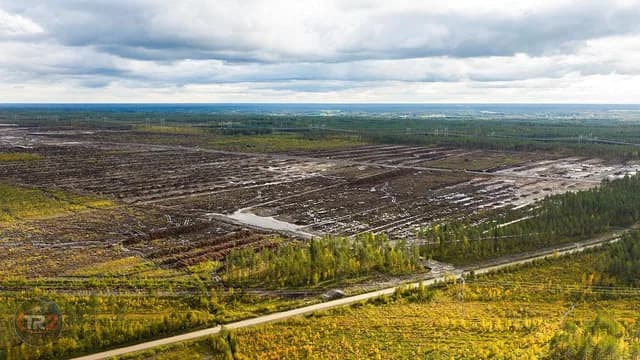 Finlandiya Google'ın veri merkezi alanı için orman temizlemesine cezai soruşturma başlattı