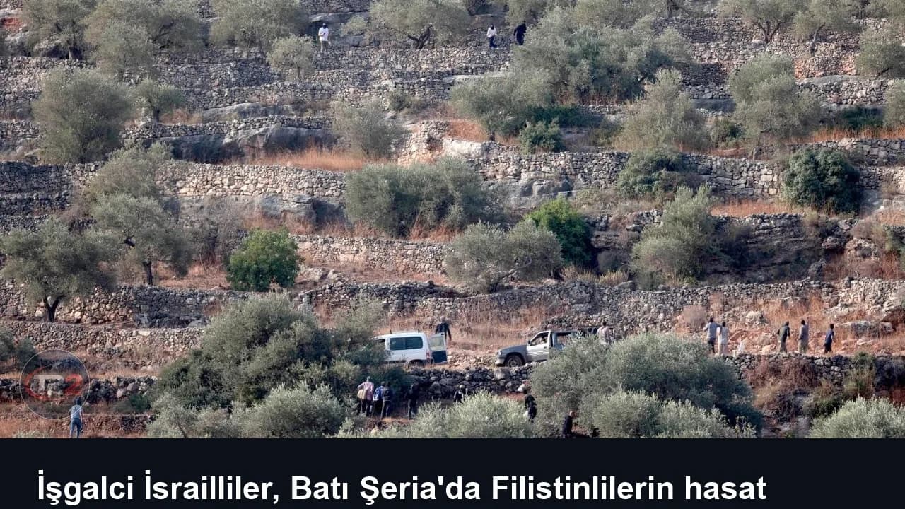 İşgalci İsrailliler, Batı Şeria'da Filistinlilerin hasat ettiği zeytinleri çaldı