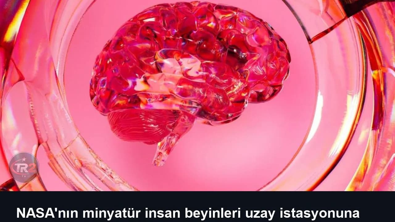 NASA'nın minyatür insan beyinleri uzay istasyonuna ulaştı
