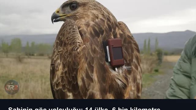 Şahinin göç yolculuğu: 14 ülke, 6 bin kilometre