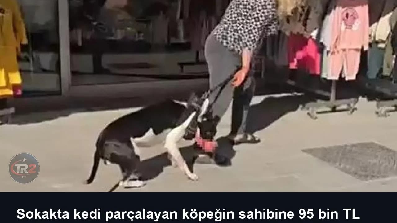 Sokakta kedi parçalayan köpeğin sahibine 95 bin TL ceza kesildi
