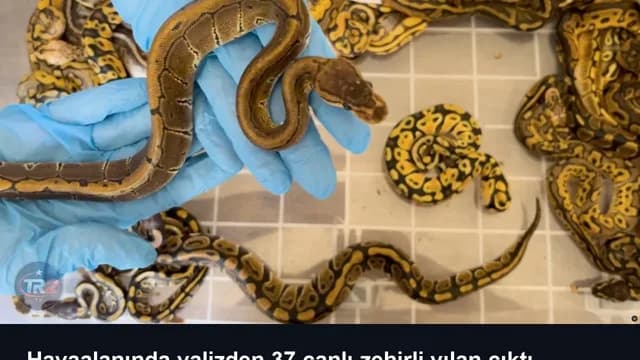 Havaalanında valizden 37 canlı zehirli yılan çıktı