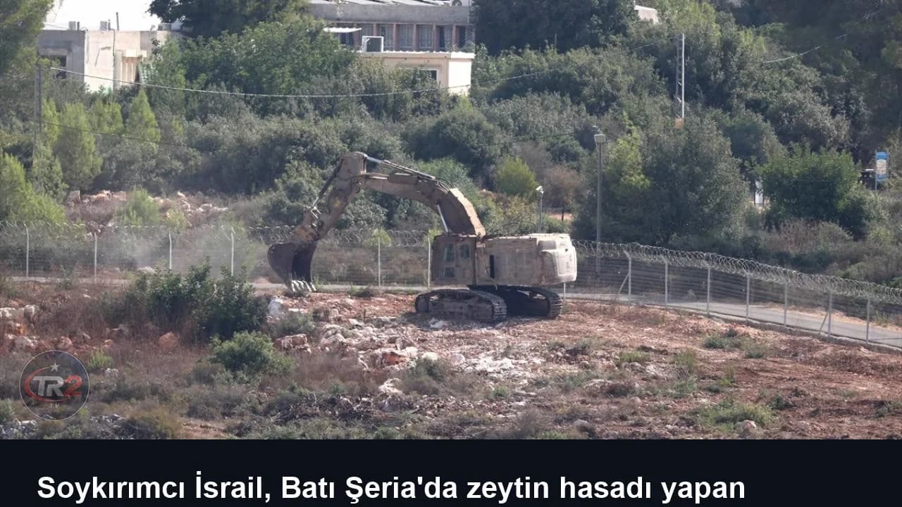Soykırımcı İsrail, Batı Şeria'da zeytin hasadı yapan Filistinlileri koruyan aktivistleri sınır dışı etmeyi planlıyor