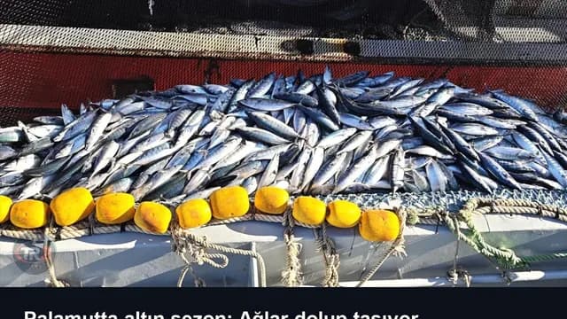 Palamutta altın sezon: Ağlar dolup taşıyor