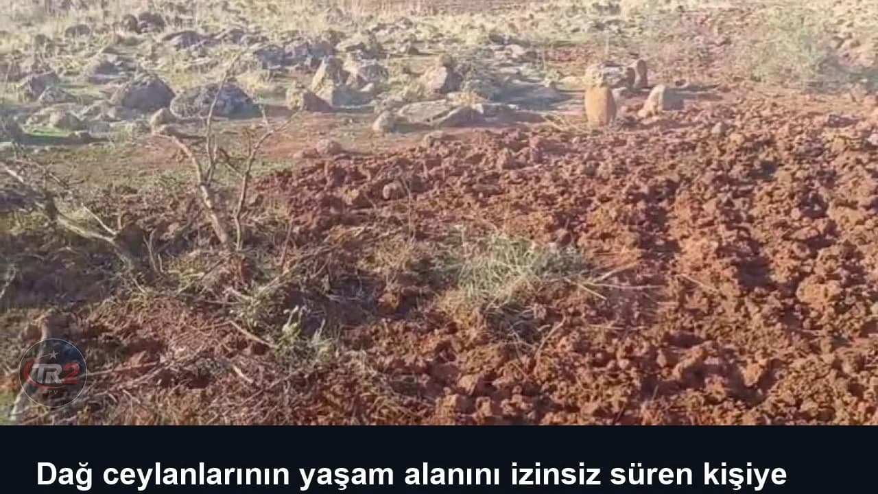Dağ ceylanlarının yaşam alanını izinsiz süren kişiye 699 bin lira ceza