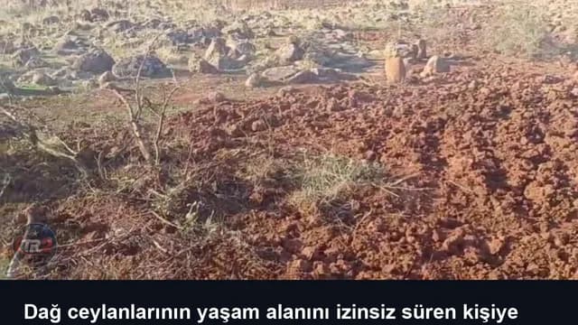 Dağ ceylanlarının yaşam alanını izinsiz süren kişiye 699 bin lira ceza