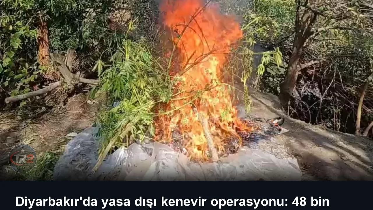 Diyarbakır'da yasa dışı kenevir operasyonu: 48 bin 579 kök keneviri ve skunk imha edildi