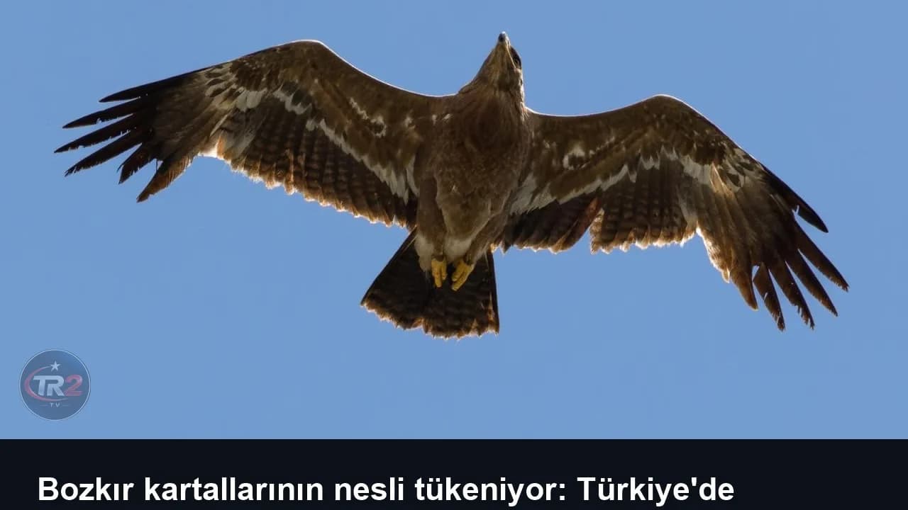 Bozkır kartallarının nesli tükeniyor: Türkiye'de yalnızca 10 çift kaldı