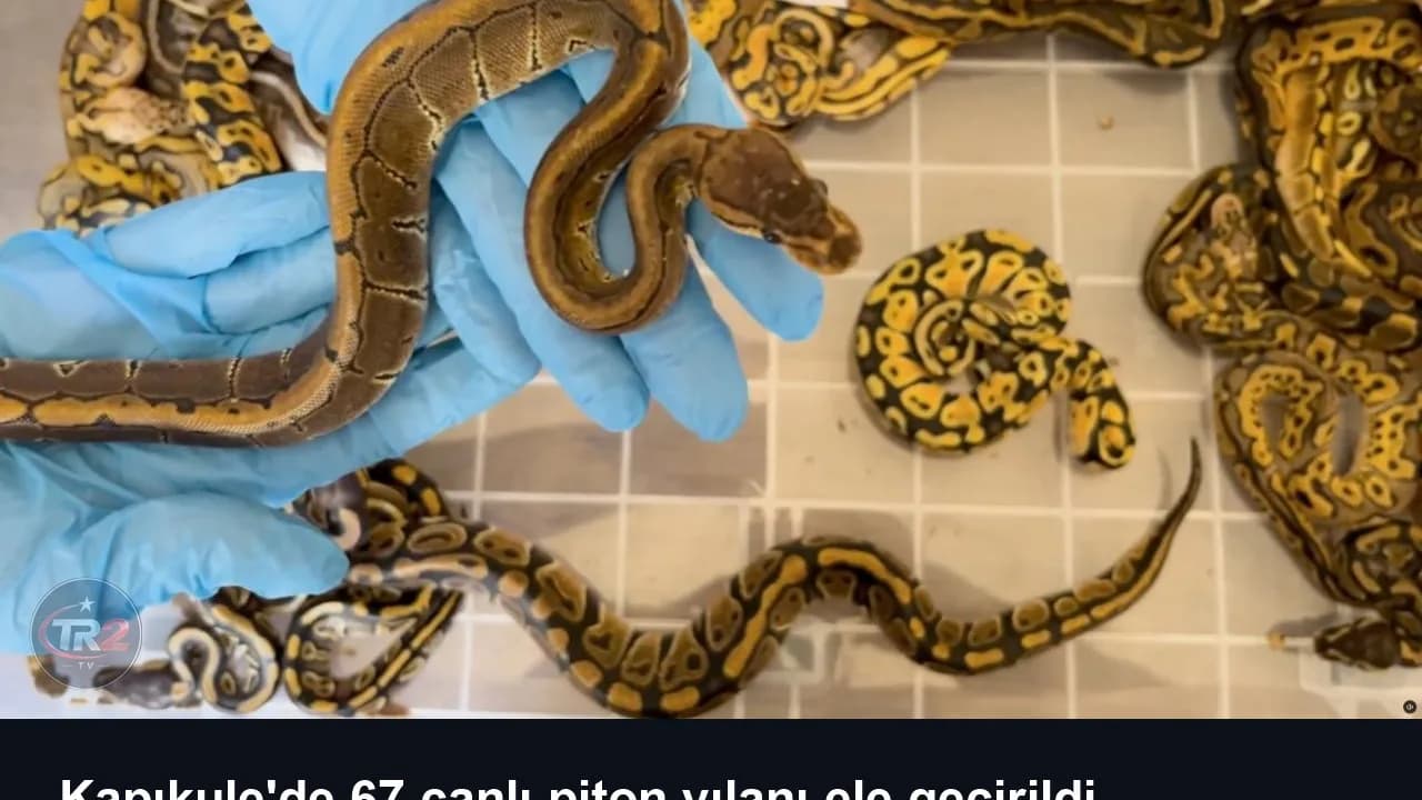 Kapıkule'de 67 canlı piton yılanı ele geçirildi