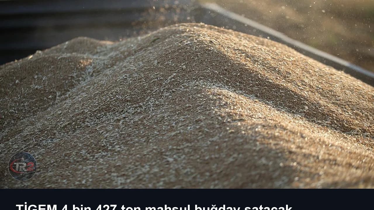 TİGEM 4 bin 427 ton mahsul buğday satacak