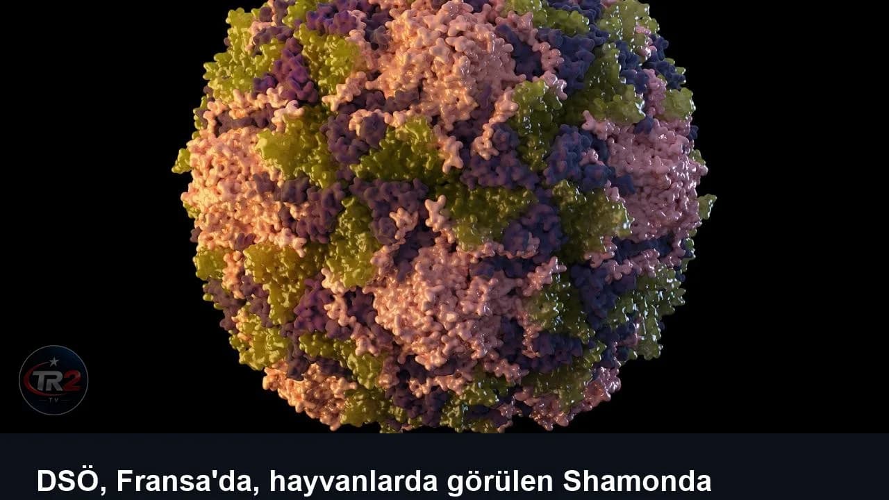 DSÖ, Fransa'da, hayvanlarda görülen Shamonda virüsünün ilk insan vakası olan kişinin öldüğünü bildirdi