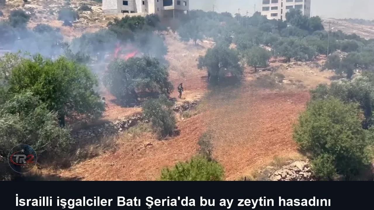 İsrailli işgalciler Batı Şeria'da bu ay zeytin hasadını hedef alan 136 saldırı düzenledi