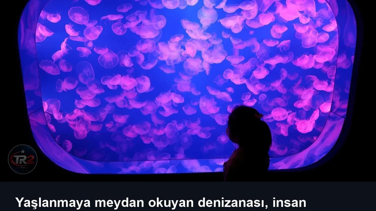Yaşlanmaya meydan okuyan denizanası, insan ömrünü uzatmanın anahtarı olabilir mi?