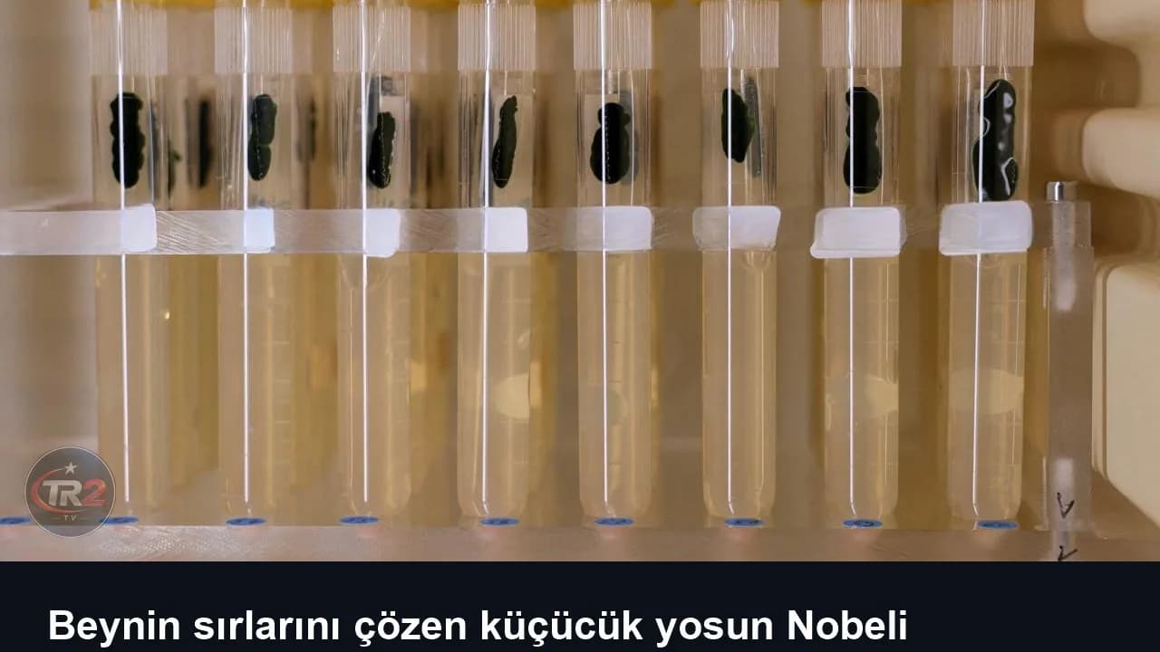Beynin sırlarını çözen küçücük yosun Nobeli kazandırdı