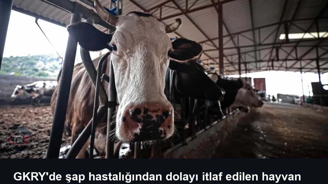 GKRY'de şap hastalığından dolayı itlaf edilen hayvan sayısı 83 bini geçecek