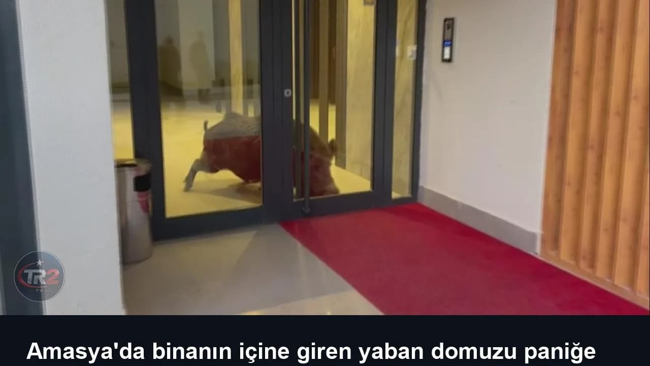 Amasya'da binanın içine giren yaban domuzu paniğe neden oldu