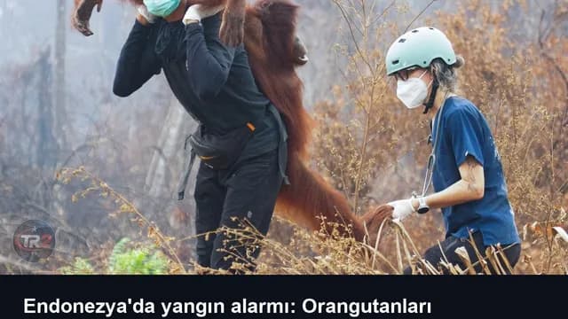 Endonezya'da yangın alarmı: Orangutanları kurtarmak için zamanla yarış