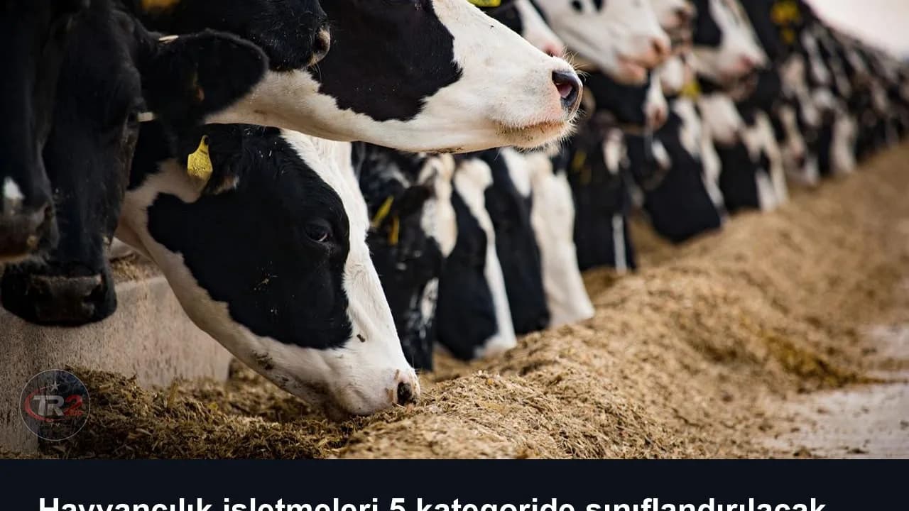 Hayvancılık işletmeleri 5 kategoride sınıflandırılacak